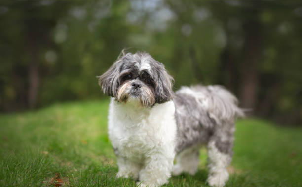 istock Shih tzu portrait 1266338562