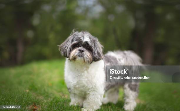 Shih Tzu Portrait Stock Photo - Download Image Now - Animal, Animal Hair, Animal Themes