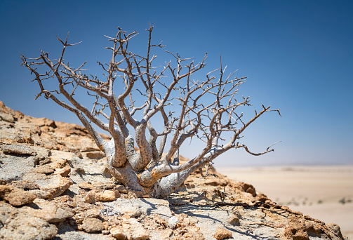 This rare shrub tree only occurs on the rocky hill slopes and gravel plains of the Namib Desert. Nikon D850. Converted from RAW. Adobe RGB.