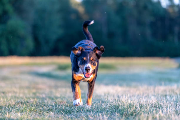 istock dog running on a field 1266339474