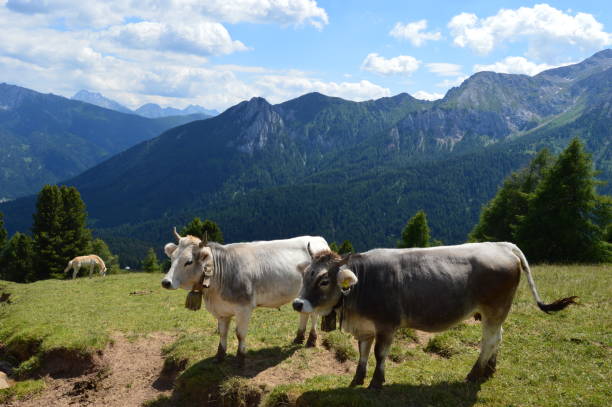 istock Cows of Southtyrol 1266339575