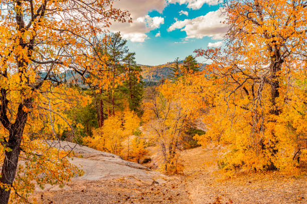 Autumn Oak trees cover the hillsides of the San Bernardino Mountains in Big Bear Lake, California Oak trees are golden yellow color for fall in the mountain sides of Big Bear Lake, California. Rock outcrops cover the mountains in this resort. national forest stock pictures, royalty-free photos & images