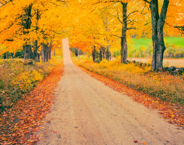 golden maples bordea una carretera en vermont. - tree area beautiful vanishing point tree trunk fotografías e imágenes de stock