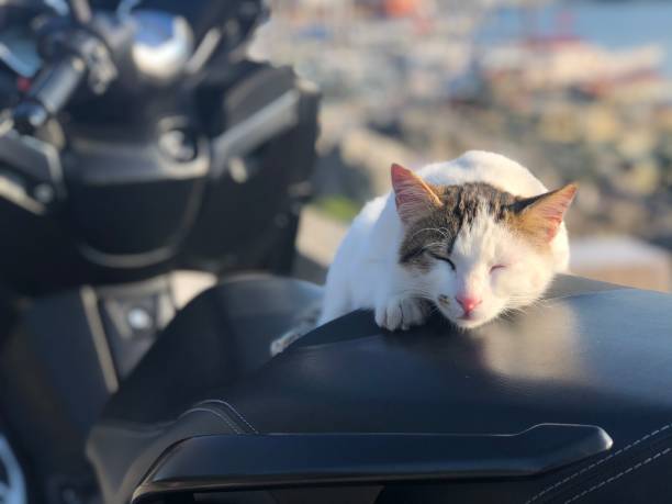 istock Sleeping kitten on the motorbike 1266340770