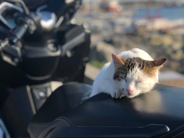 istock Sleeping kitten on the motorbike 1266340777