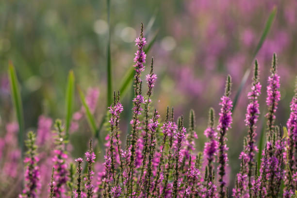 Purple loosestrife field on a summer morning Purple loosestrife (Lythrum salicaria) is an invasive perennial plant that is spreading rapidly in North American wetlands lythrum salicaria purple loosestrife stock pictures, royalty-free photos & images