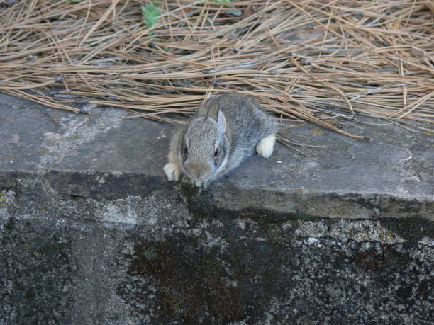istock Baby Bunny on Wall 1266341539