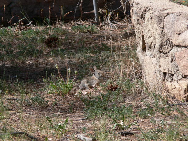 istock Baby Bunny Side View 1266341544