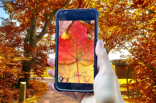 Autumn leaves composing of a female hand holding a smartphone into a landscape taking a picture