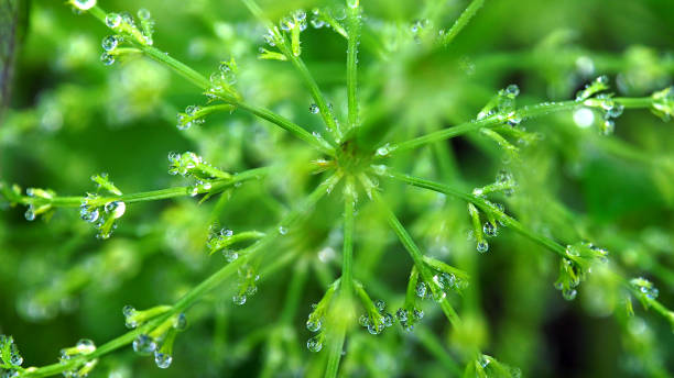 istock Clear drops of dew on a green leaf. 1266344080