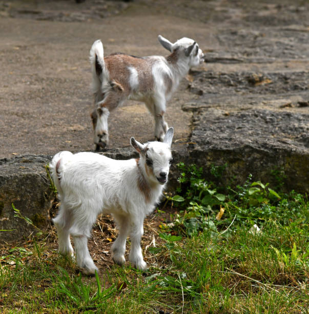 goats kid isolated on white