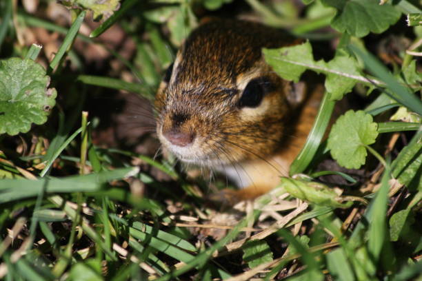 chipmunk, scoiattolo macinato a terra - chipmunk foto e immagini stock