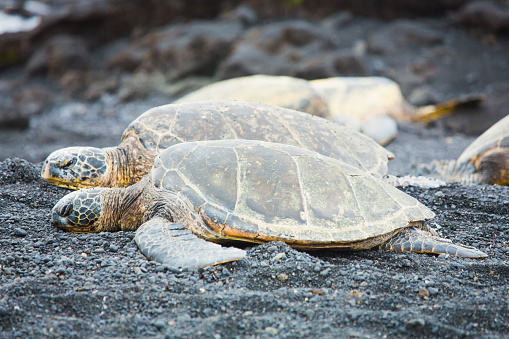 Hawaii Sea Turtle