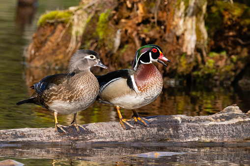 Male and female Wood duck, Aix Sponsa.