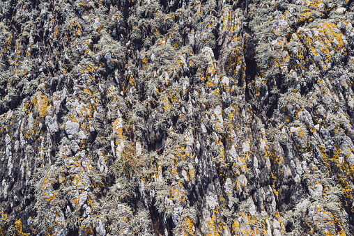 A variety of lichen growing upon the sharp weathered bedding planes of metamorphic rocks on the coastline of Qunitin Bay, County Down, Northern Ireland.