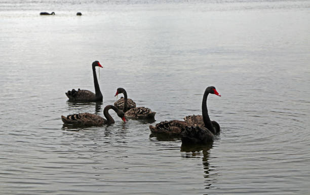 istock Black swan eating seaweed 1266346985
