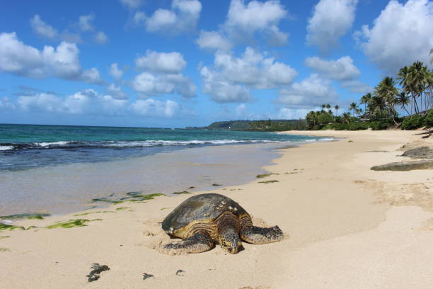 istock Turtle resting on the beach at Hawaii 1266347115