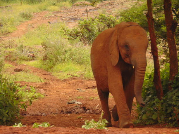 istock Baby elephant in the wild 1266347863