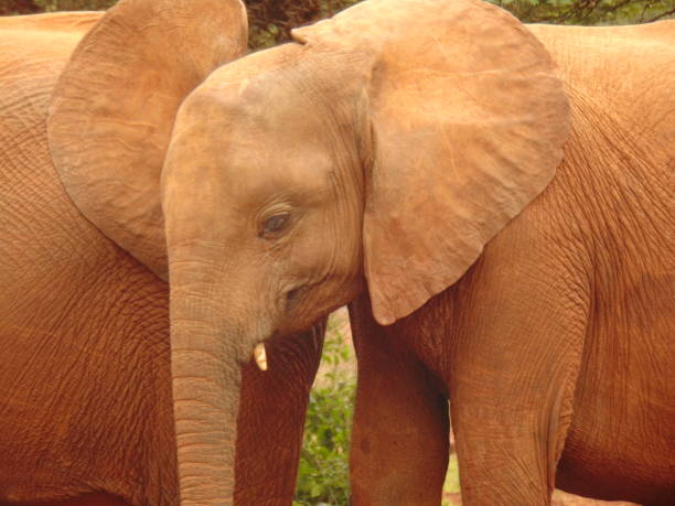 istock Baby elephant in the wild 1266347868