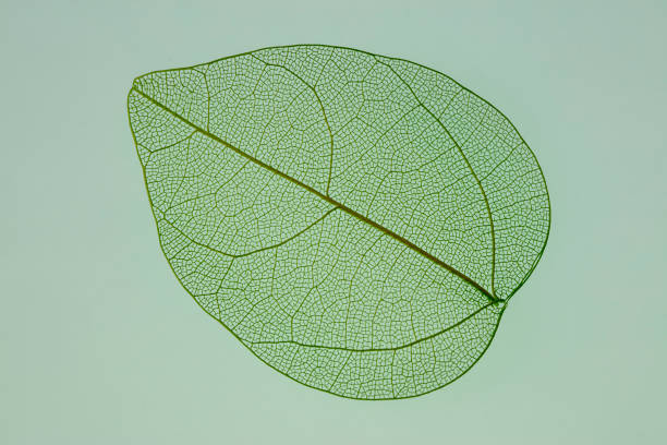 istock fake skeleton leaf in a pink background 1266347963
