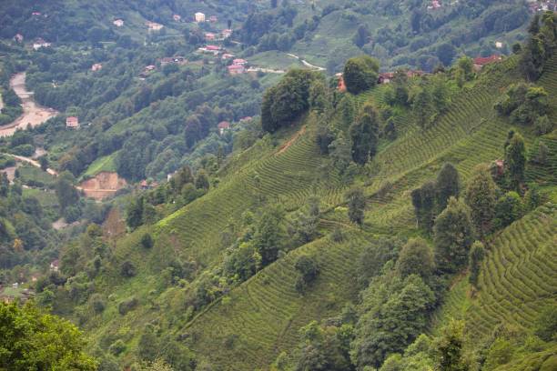 istock Rize Tea gardens 1266348034