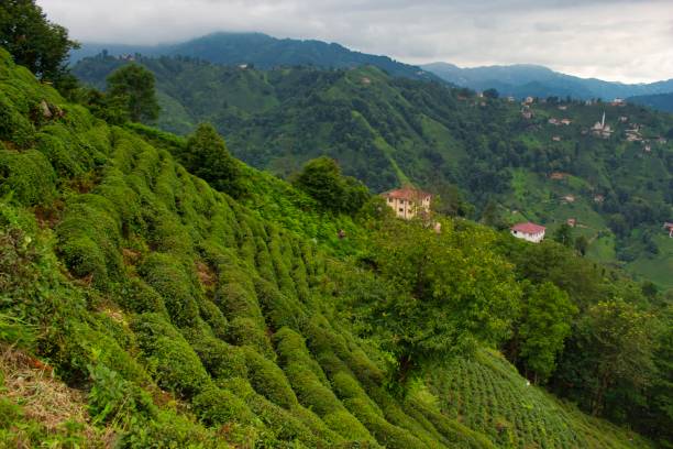 istock A village in Rize 1266348047