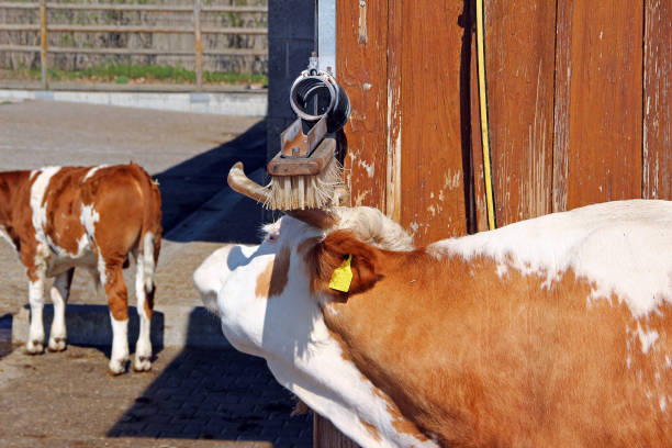 Cow (Bos primigenius taurus) on farmyard using brush.