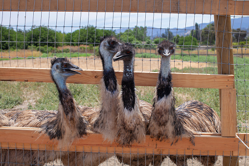 Ostrich behind a fence at an ostrich farm or zoo. Group of common ostriches outside a wooden gate, waiting for food.