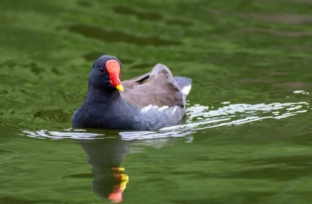 A swimming moorhen in London A moorhen was swimming in a pond in London. chiswick stock pictures, royalty-free photos & images
