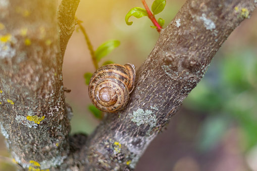 Snail shell  on the tree in the garden. Snail gliding on the wooden texture. Macro close-up blurred green background. Short depth of focus.