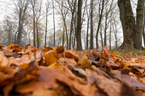 park in the autumn - abounding imagens e fotografias de stock