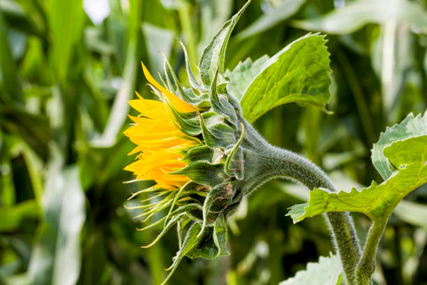 istock bright yellow petals on yellow sunflowers 1266352099