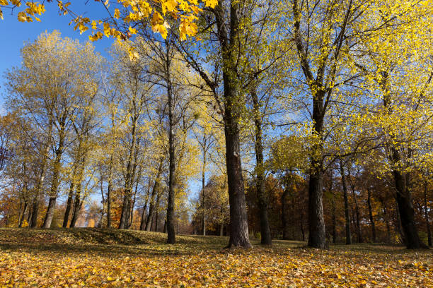 autumn yellow foliage - abounding imagens e fotografias de stock