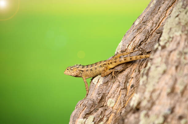 istock Garden lizards are relaxing on tree branches 1266354445
