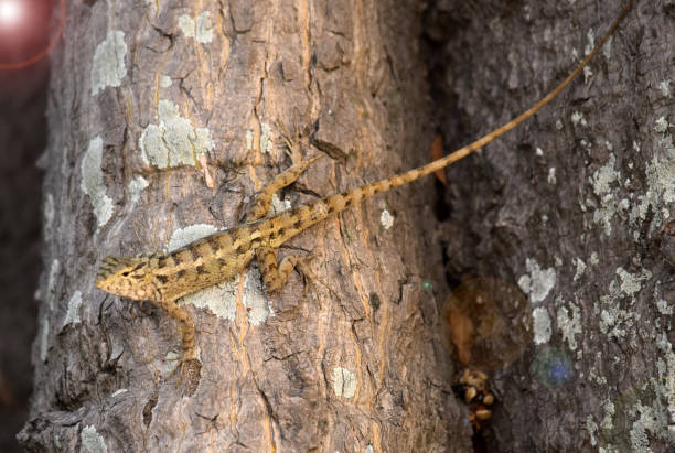 istock Garden lizards are relaxing on tree branches 1266354446