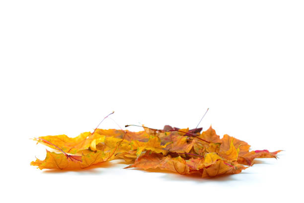 istock Autumn leaves isolated on white background. Copy space 1266356606