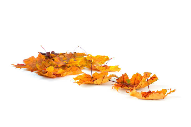 Autumn leaves isolated on white background. Copy space