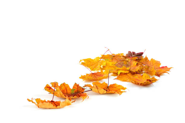 istock Autumn leaves isolated on white background. Copy space 1266356619