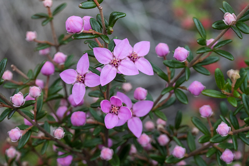 Sydney Boronia plant in flower