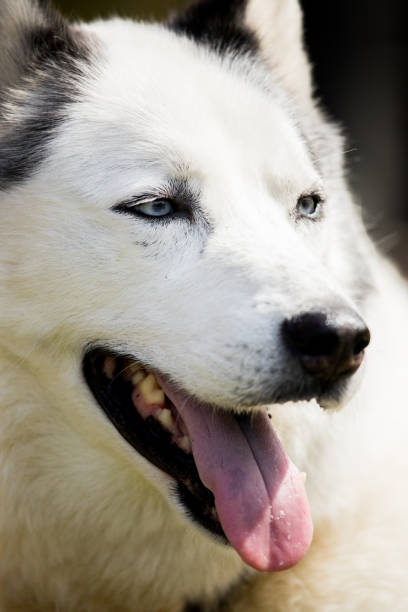 istock Blue-Eyed Dog Close-Up 1266360309