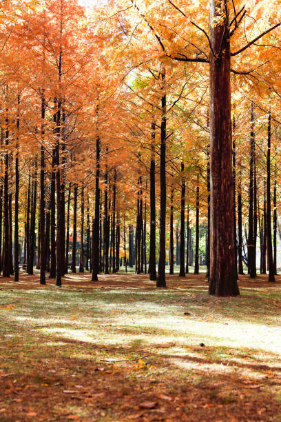 Autumn scenery Autumn scenery korea autumn stock pictures, royalty-free photos & images
