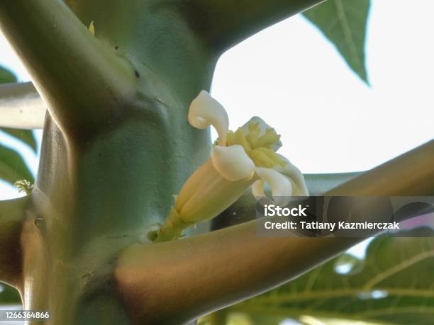 Flor Hermafrodita De Una Planta De Papaya Foto de stock y más banco de  imágenes de Alimento - Alimento, Botánica, Brasil - iStock
