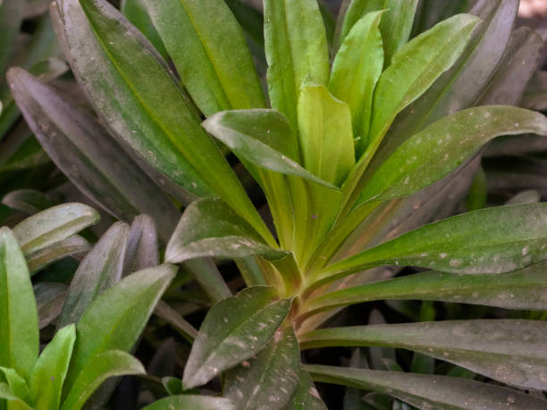 istock Dianthus chinensis foliage 1266364875