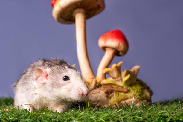 istock A cute rat dumbo under a mushroom. 1266365056