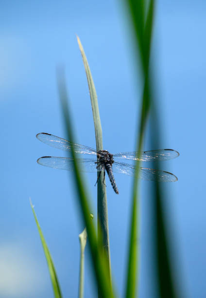 istock Dragonfly #4  at Blydenburgh County Park,  Smithtown NY 1266366181