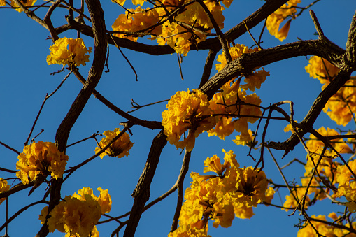 Detail of flowered yellow ipê twigs.