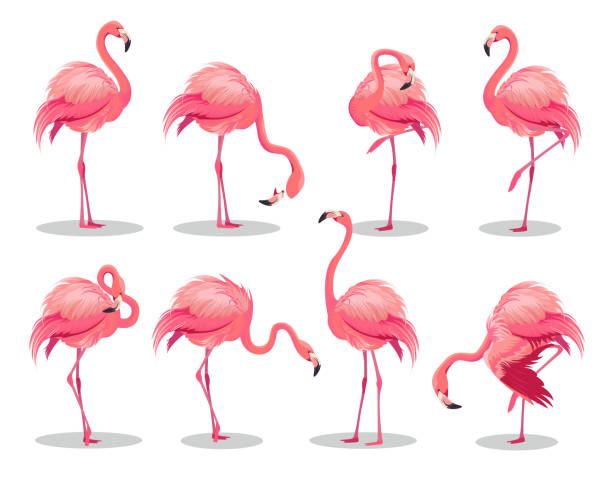 ilustraciones, imágenes clip art, dibujos animados e iconos de stock de conjunto de flamencos rosados realistas. ave exótica en diferentes poses. flamencos con hermosas alas rosas. ilustración vectorial - flamenca