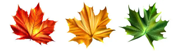 Vector illustration of Collection of colorful autumn maple leaves. Realistic leaves on white background. Collection of leaves different colour. Vector illustration