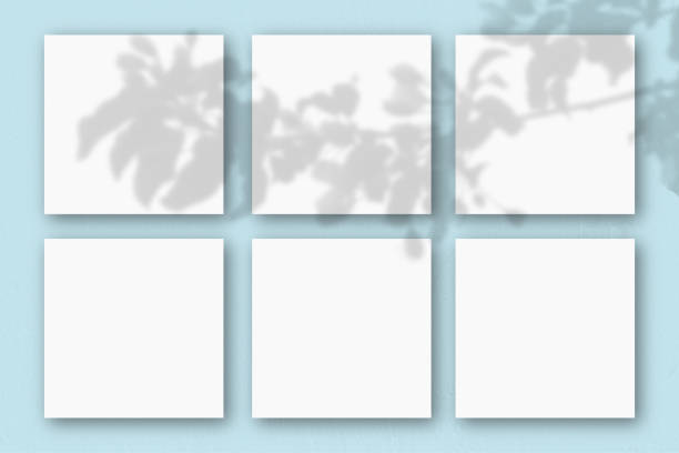 istock 6 square sheets of white textured paper on the blue wall background. Mockup overlay with the plant shadows. Natural light casts shadows from an exotic plant.. Flat lay, top view 1266367099