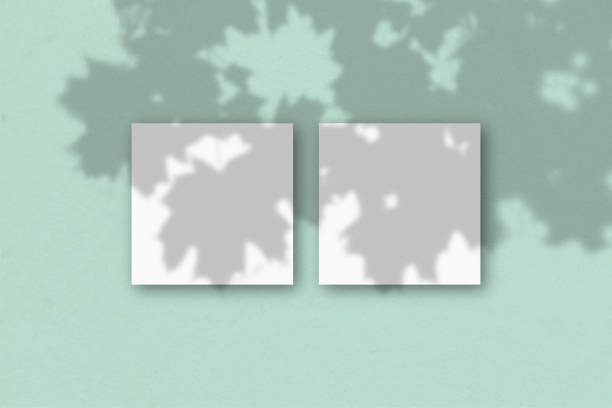 istock 2 square sheets of white textured paper on the light green wall background. Mockup overlay with the plant shadows. Natural light casts shadows from an exotic plant.. Flat lay, top view 1266367107